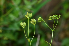 Bupleurum kaoi