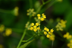 Bupleurum kaoi