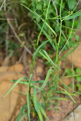 Bupleurum kaoi