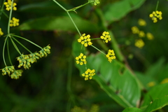 Bupleurum kaoi