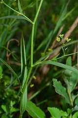 Bupleurum kaoi