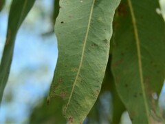 Corymbia bella