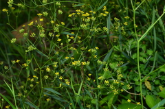 Bupleurum kaoi