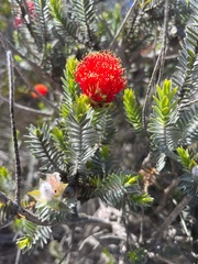 Melaleuca velutina