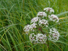 Cicuta virosa
