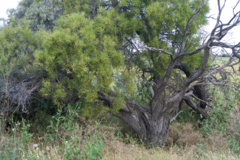 Acacia oswaldii