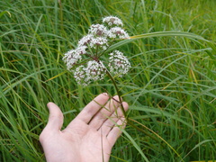 Cicuta virosa