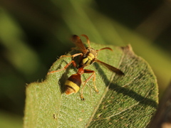 Ropalidia fasciata