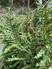 Blechnum minus