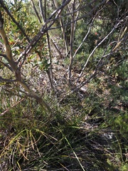 Eucalyptus stricta