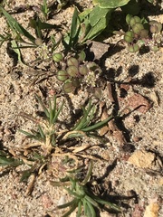 Lepidium nitidum