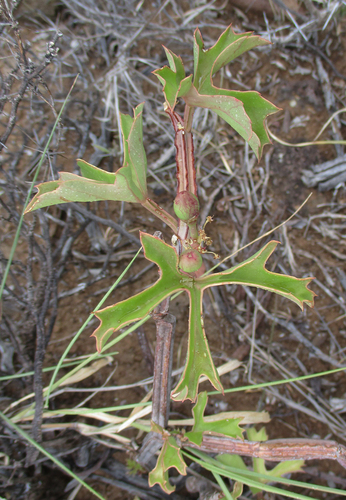 Cissus cactiformis image