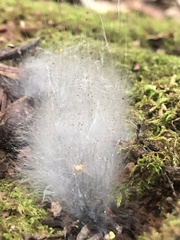 Phycomyces