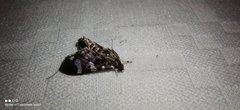 Desmia bajulalis