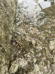 Epipedobates machalilla