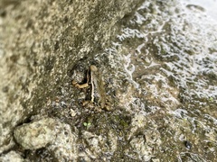 Epipedobates machalilla