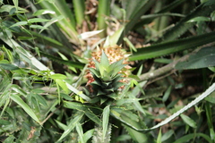 Ananas comosus
