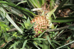 Ananas comosus