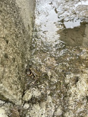 Epipedobates machalilla