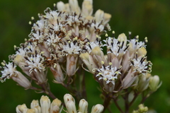 Syneilesis hayatae