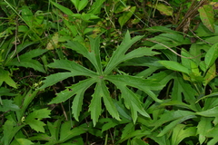 Syneilesis hayatae