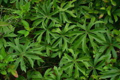 Syneilesis hayatae