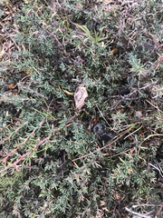 Berberis empetrifolia