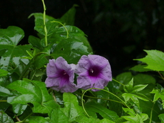 Ipomoea mauritiana