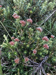 Ozothamnus alpinus