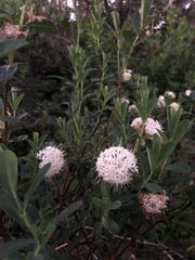 Pimelea ligustrina