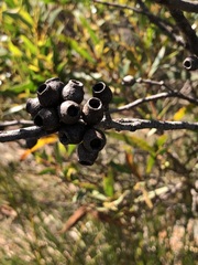 Eucalyptus stricta