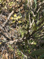 Eucalyptus stricta