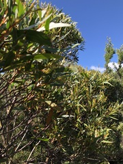 Eucalyptus stricta