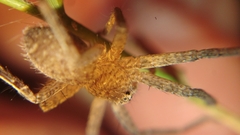 Heteropodinae
