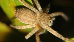 Heteropodinae