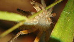 Heteropodinae