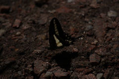 Heraclides hectorides