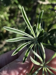 Lupinus longifolius