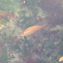 Pteragogus flagellifer