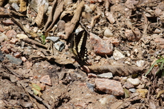 Heraclides hectorides