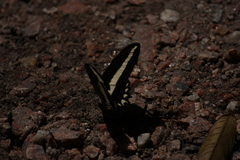 Heraclides hectorides