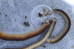 Cylindroiulus truncorum