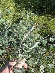 Lupinus longifolius