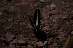 Heraclides hectorides