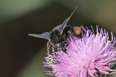 Bombus pauloensis