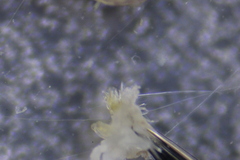 Cylindroiulus truncorum