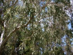 Corymbia bella