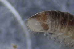 Cylindroiulus truncorum