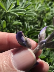 Lupinus longifolius
