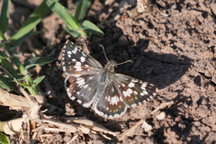 Burnsius orcynoides